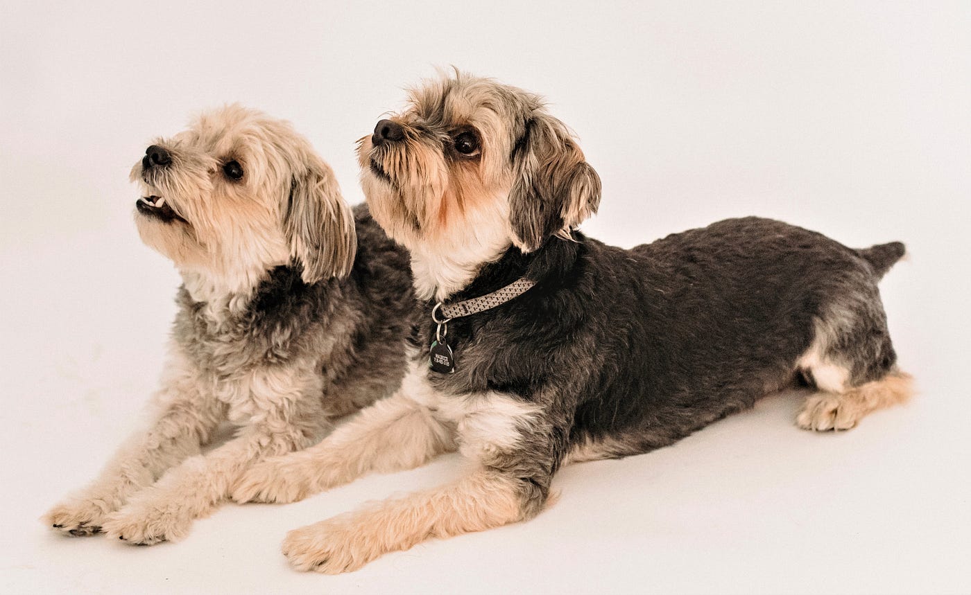 dog boundary training