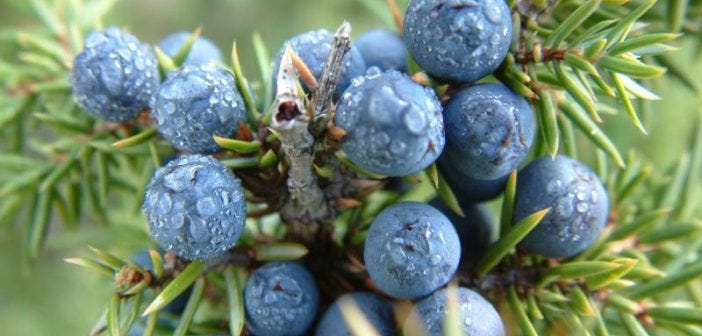 juniper oil for hair