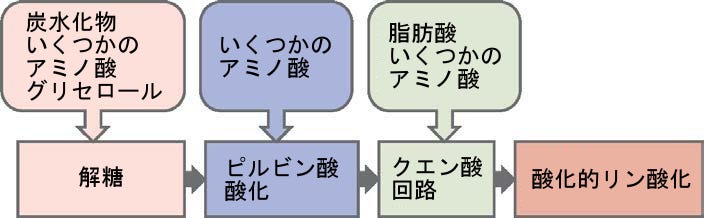 生物学 第2版 第7章 細胞呼吸 Japanese Translation Of Biology 2e By Better Late Than Never Medium