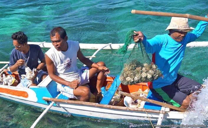 Sektor Agrikultura Agrikultura By Maria Daisy Redoble Medium