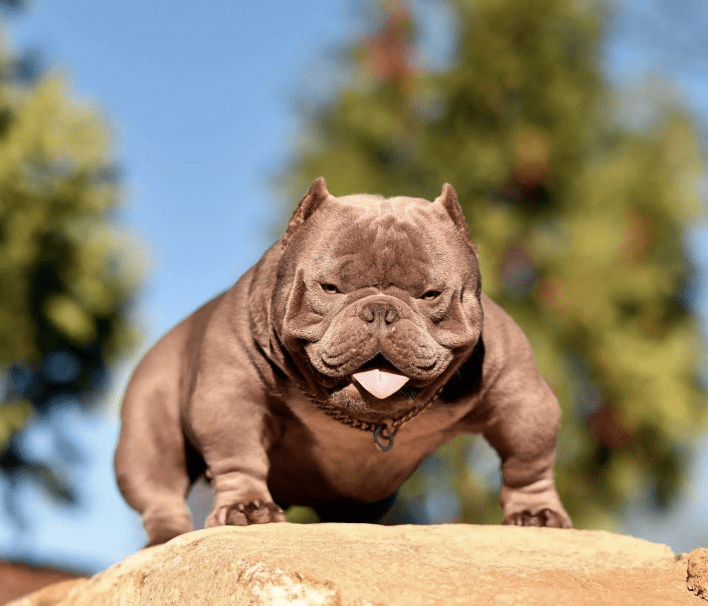 extreme micro bully
