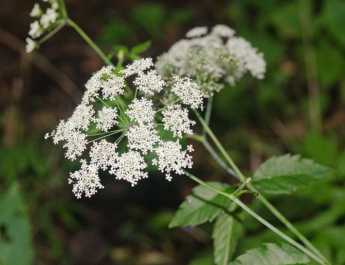 flowers like queen anne's lace