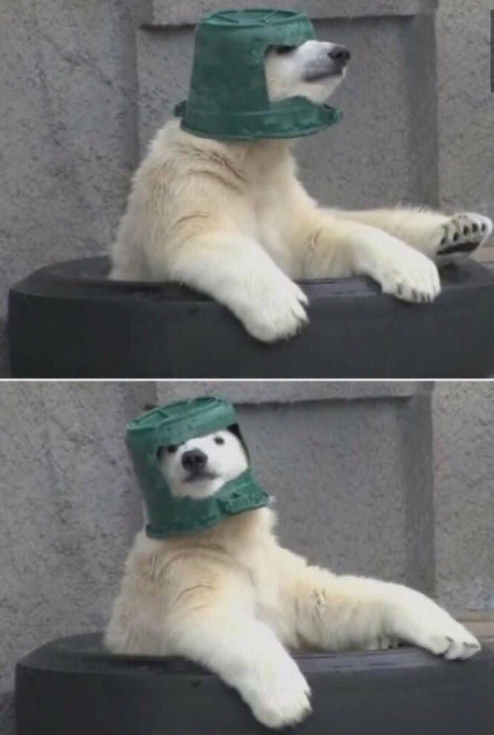 polar bear bucket hat
