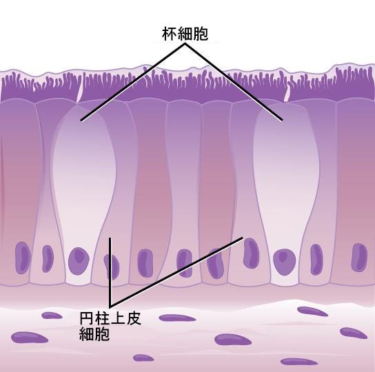 Images Of 単層円柱上皮 Japaneseclass Jp