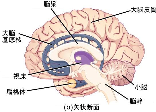 生物学 第2版 第35章 神経系 Japanese Translation Of Biology 2e By Better Late Than Never Medium
