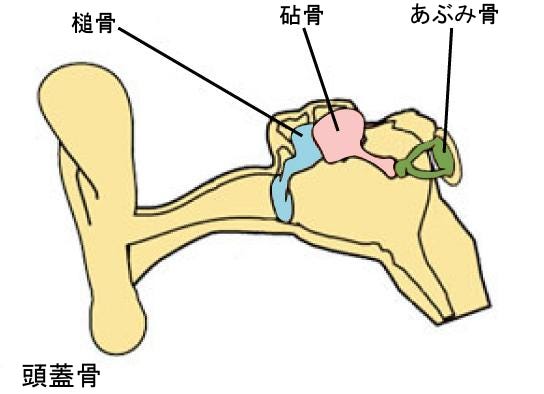 生物学 第2版 第29章 脊椎動物 Japanese Translation Of Biology 2e By Better Late Than Never Medium 生物学 第2版 第29章 脊椎動物 Japanese Translation Of Biology 2e By Better Late Than Never Medium