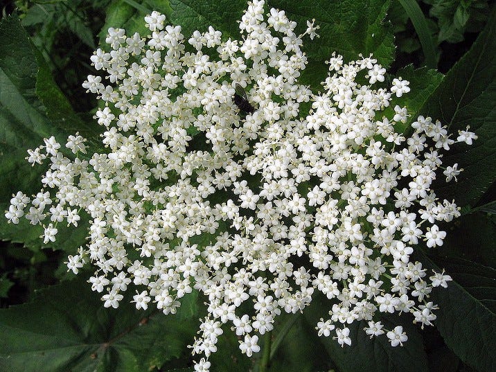 Sambucus что это такое. Смотреть фото Sambucus что это такое. Смотреть картинку Sambucus что это такое. Картинка про Sambucus что это такое. Фото Sambucus что это такое