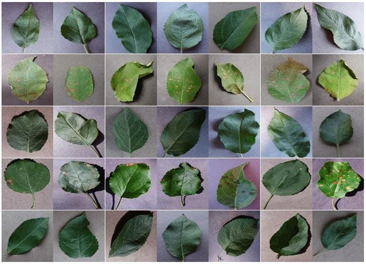 Apple Tree Leaf Identification Chart