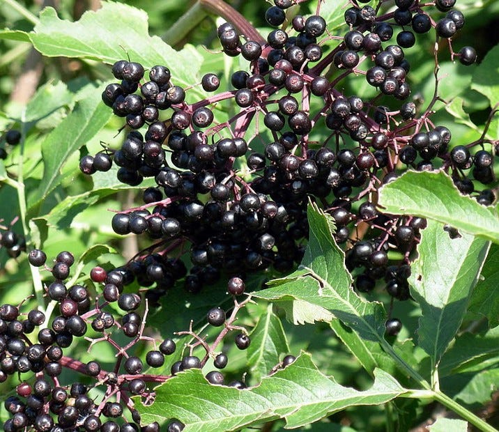 Sambucus что это такое. Смотреть фото Sambucus что это такое. Смотреть картинку Sambucus что это такое. Картинка про Sambucus что это такое. Фото Sambucus что это такое