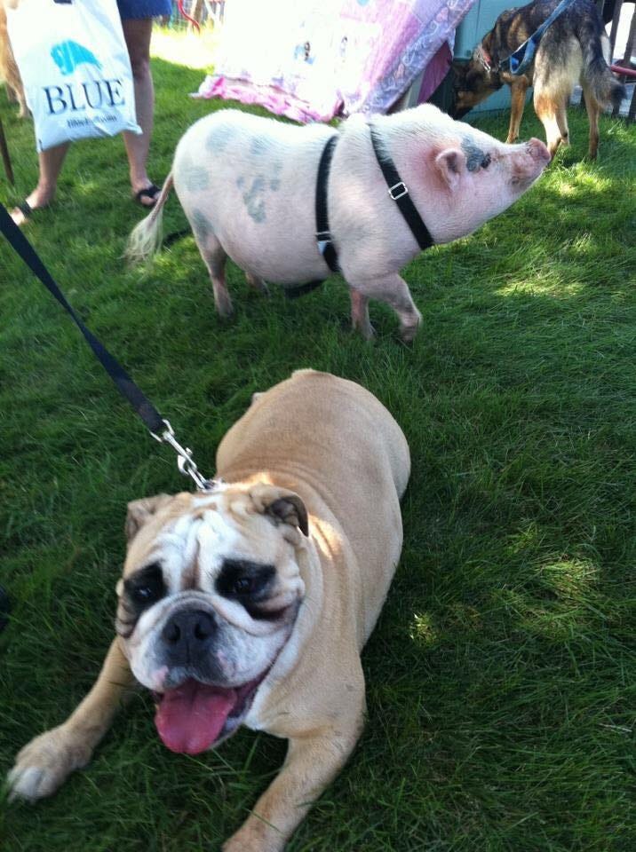 Vetoryl 30 Mg Capsules 30 Count Petco