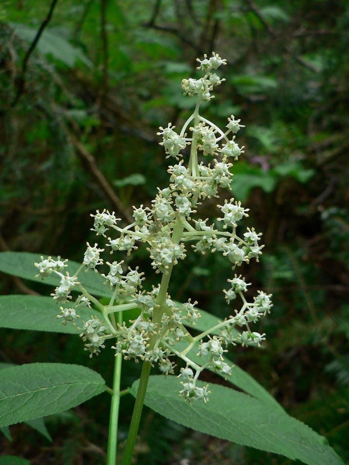 Sambucus что это такое. Смотреть фото Sambucus что это такое. Смотреть картинку Sambucus что это такое. Картинка про Sambucus что это такое. Фото Sambucus что это такое