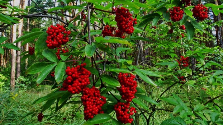 Sambucus что это такое. Смотреть фото Sambucus что это такое. Смотреть картинку Sambucus что это такое. Картинка про Sambucus что это такое. Фото Sambucus что это такое
