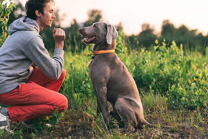 dog will not stop eating grass
