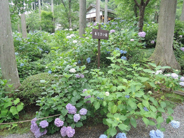 京都私心 大原三千院六訪 初夏紫陽花的繽紛夢境 京都深度旅行書籍 By Yuchi Hsiao Medium