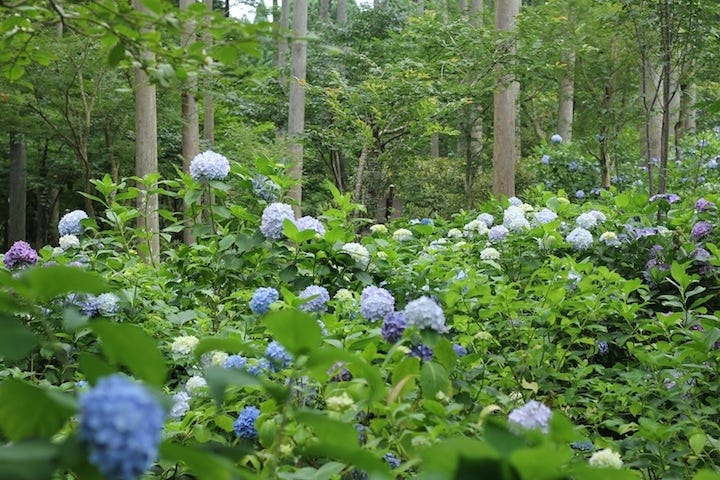 京都私心 大原三千院六訪 初夏紫陽花的繽紛夢境 京都深度旅行書籍 By Yuchi Hsiao Medium