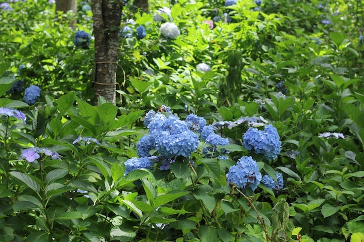 京都私心 大原三千院六訪 初夏紫陽花的繽紛夢境 京都深度旅行書籍 By Yuchi Hsiao Medium