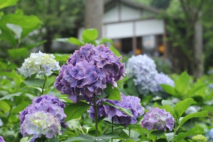 京都私心 大原三千院六訪 初夏紫陽花的繽紛夢境 京都深度旅行書籍 By Yuchi Hsiao Medium