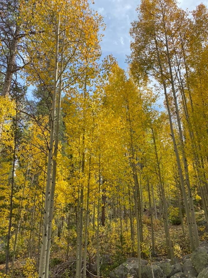A forest of tall trees with white bark and bright yellow leaves glow in the sun. A blue sky is visible through the leaves.
