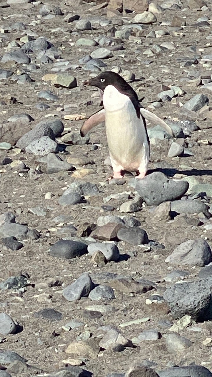 Antarctica: Penguins, seals and whales | by Lisa Orange  