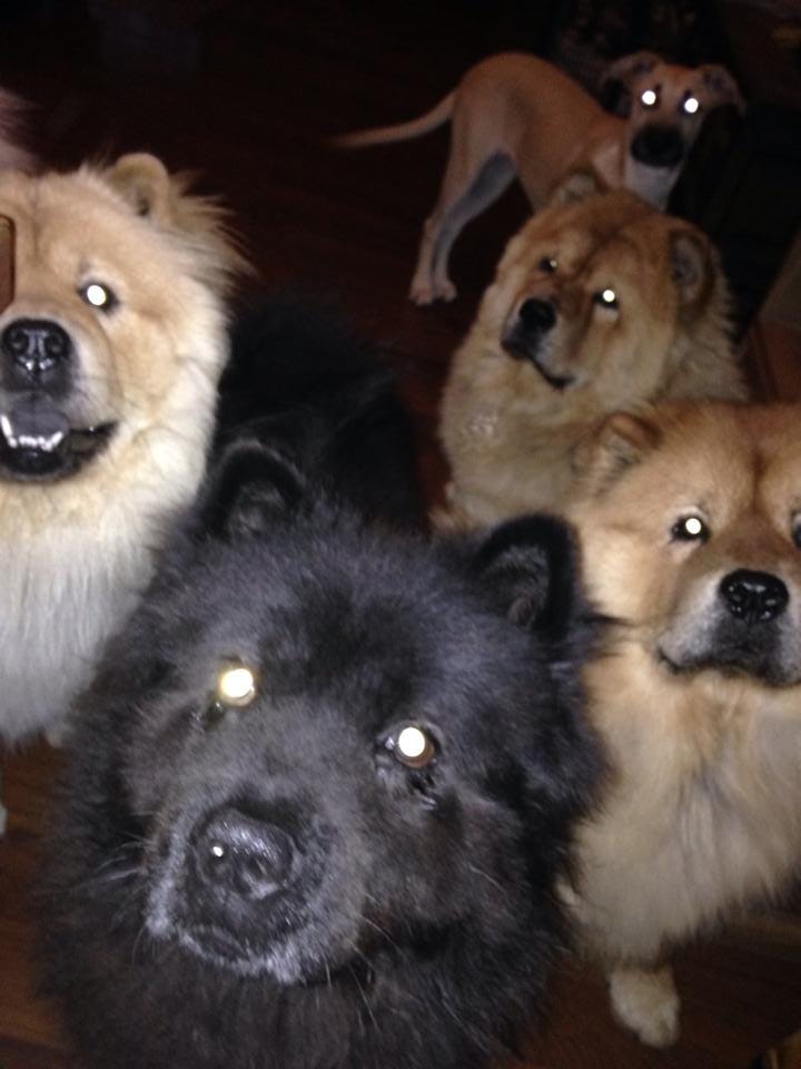 chow chow with other dogs