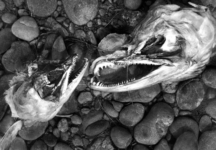 Life After Death Your Ultimate Guide to Zombie Salmon by U.S.Fish