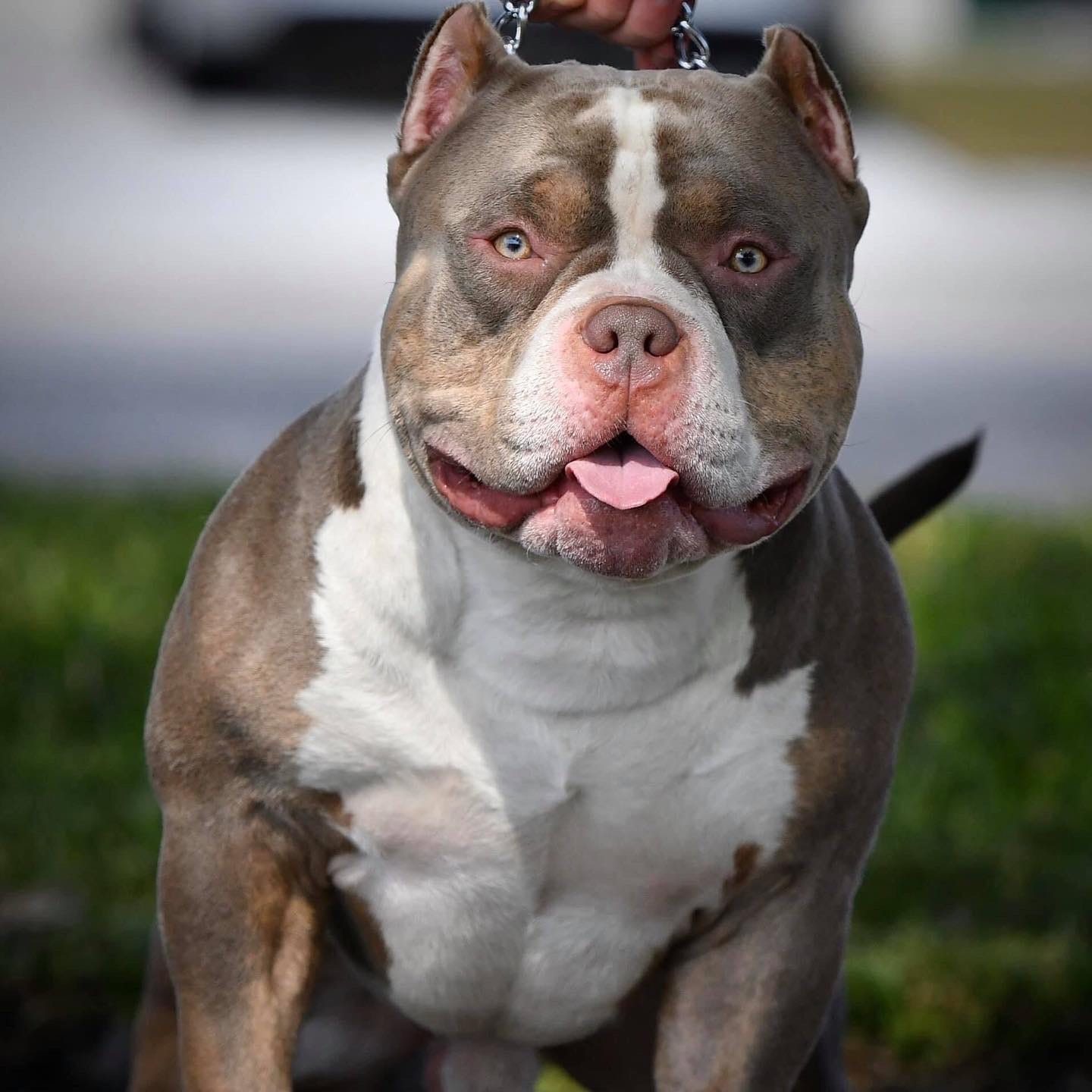 Tri Color American Bully Kennels Venomline Bullies