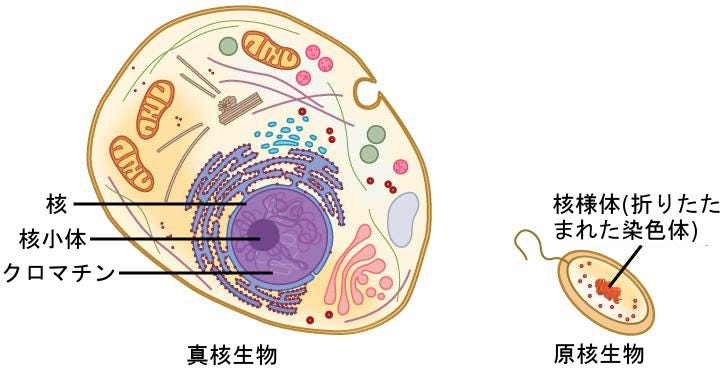 生物学 第2版 第14章 Dnaの構造と機能 Japanese Translation Of Biology 2e By Better Late Than Never Medium 生物学 第2版 第14章 Dnaの構造と機能 Japanese Translation Of Biology 2e By Better Late Than Never Medium