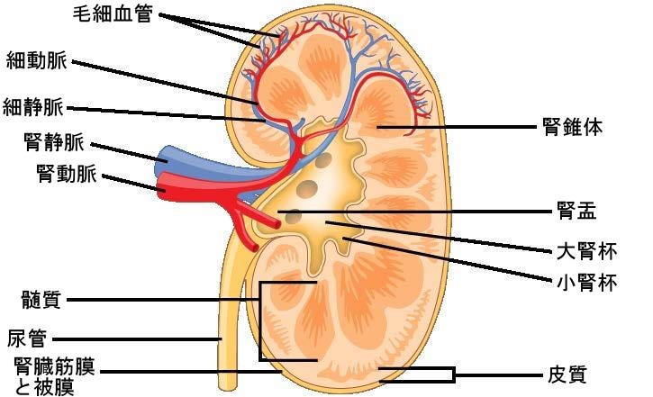 生物学 第2版 第41章 浸透圧調節および排泄 Japanese Translation Of Biology 2e By Better Late Than Never Medium 生物学 第2版 第41章 浸透圧調節および排泄 Japanese Translation Of Biology 2e By Better Late Than Never Medium