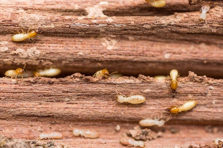 Pohon Dan Tumbuhan Yang Bermanfaat Untuk Mencegah Serangan Rayap Secara Alami By Jannah Firdaus Mediapro Art Story Medium