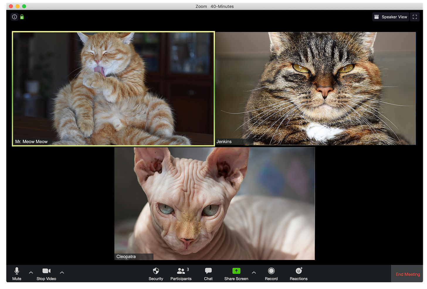 Every Type of Zoom Call Participant, Illustrated by Cats