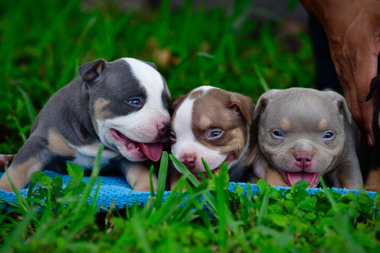 LILAC, CHOCOLATE, BLUE & BLACK TRI COLOR POCKET BULLY PUPPIES Venomline Pocket American
