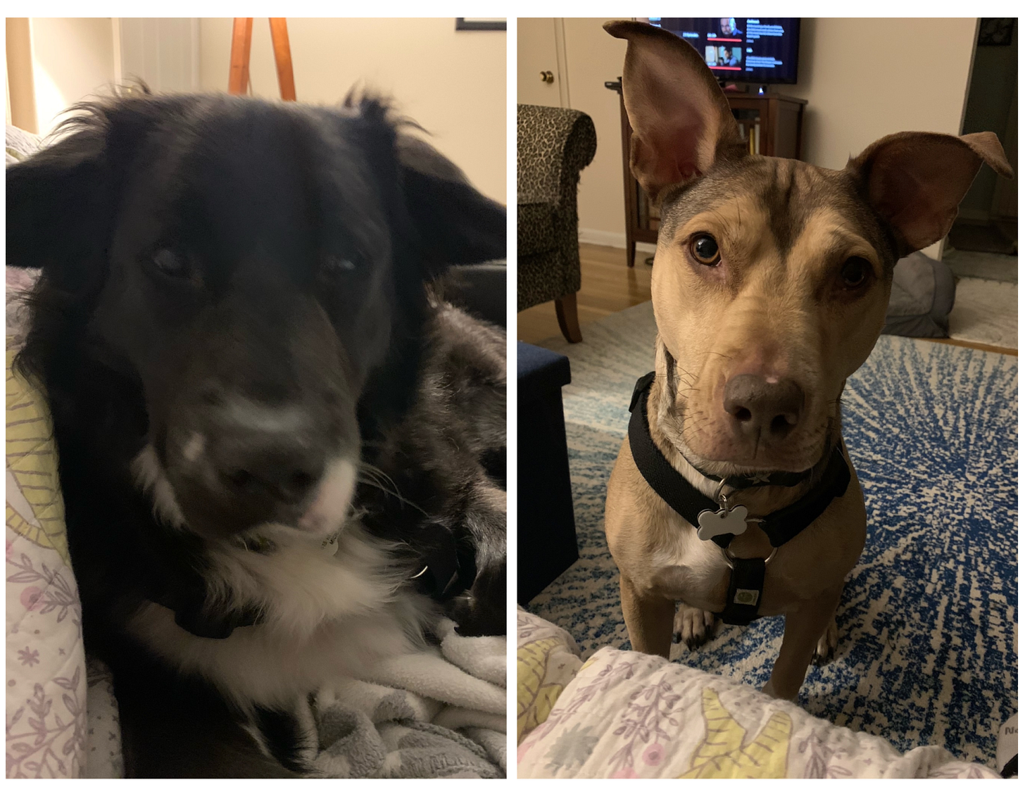Literally Just 30 Pets With Food Names Because They re Cute By Rae