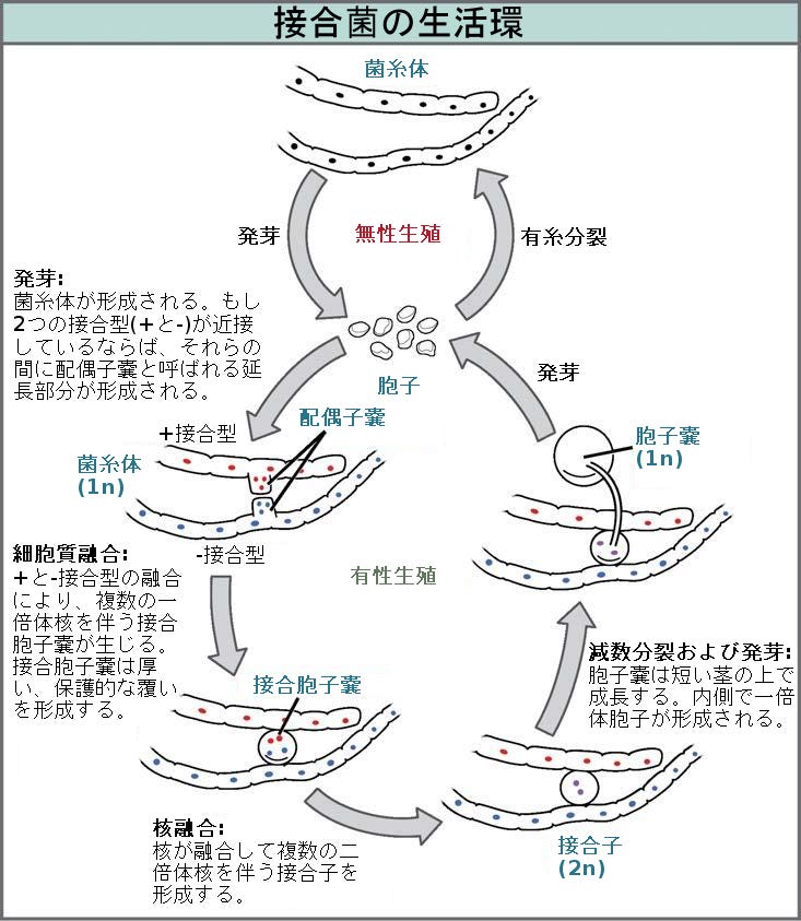 生物学 第2版 第24章 菌類 Japanese Translation Of Biology 2e By Better Late Than Never Medium