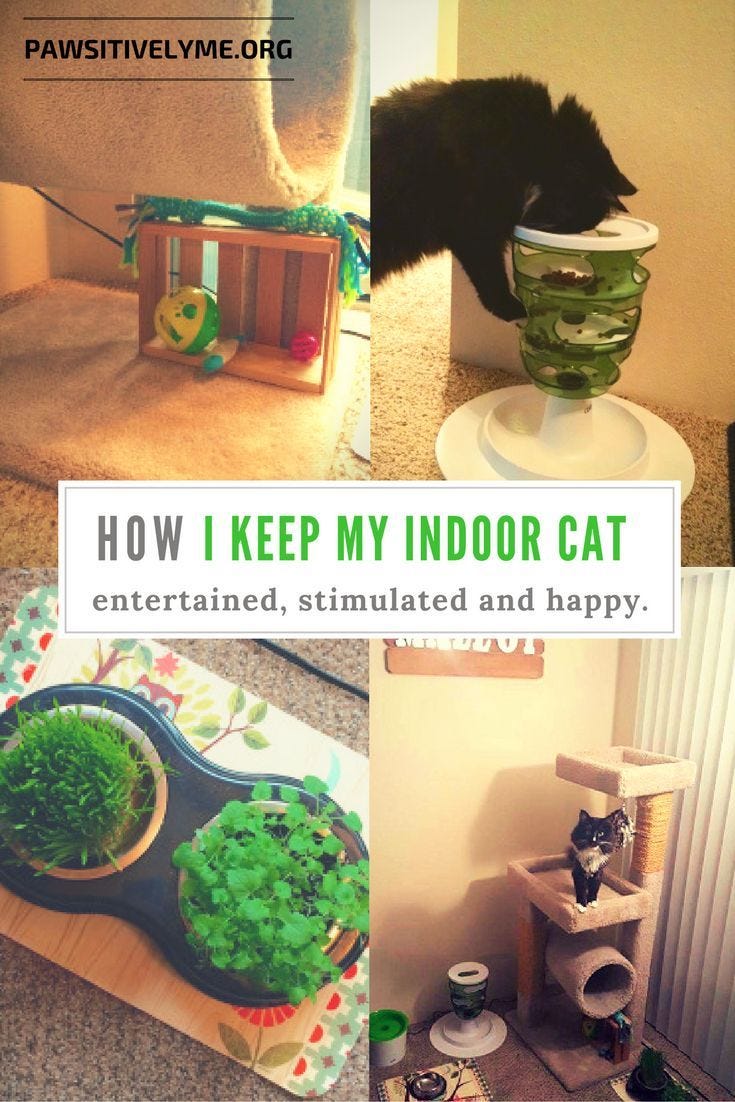 keep cat entertained