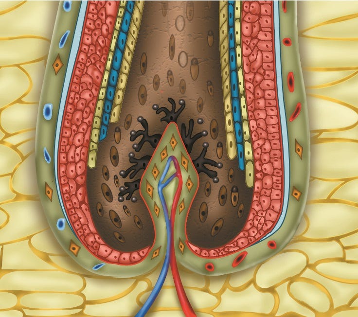 The Three Parts of the Hair Follicle | by Beauty Tomorrow | Medium