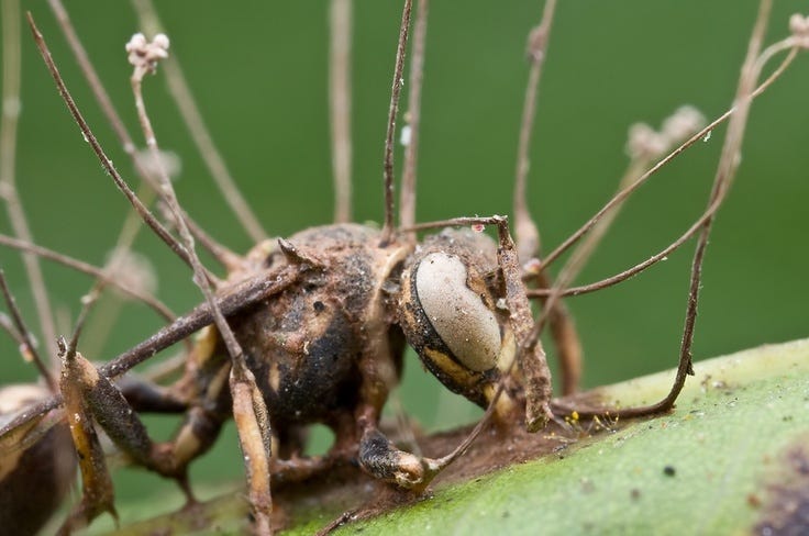 Gibellula: Scotland's Real-Life Zombie Fungus Discovery