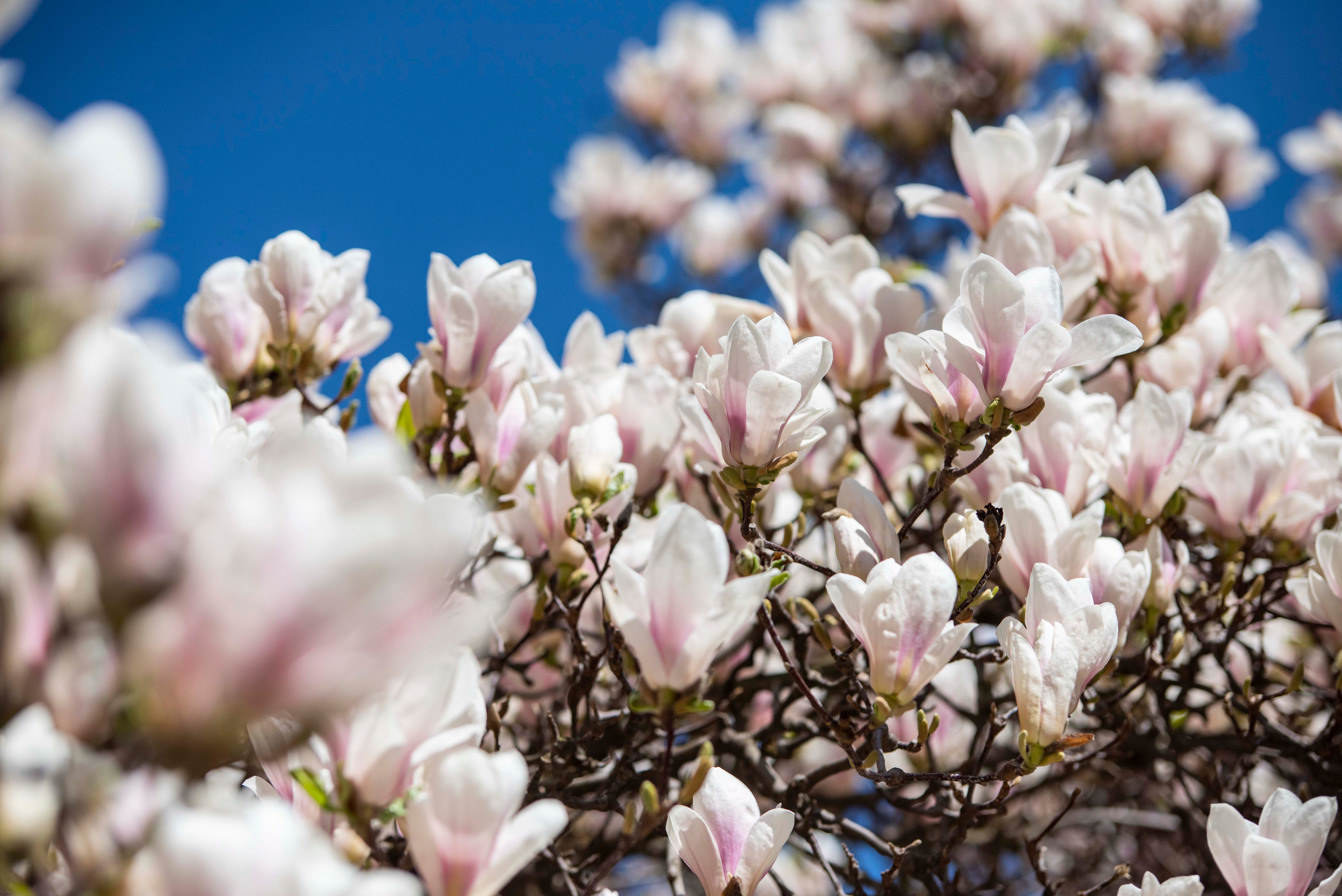 Japanese Magnolia. Japanese magnolia blooming, Nature's… | by Randy  Shingler | Literally Literary | Medium