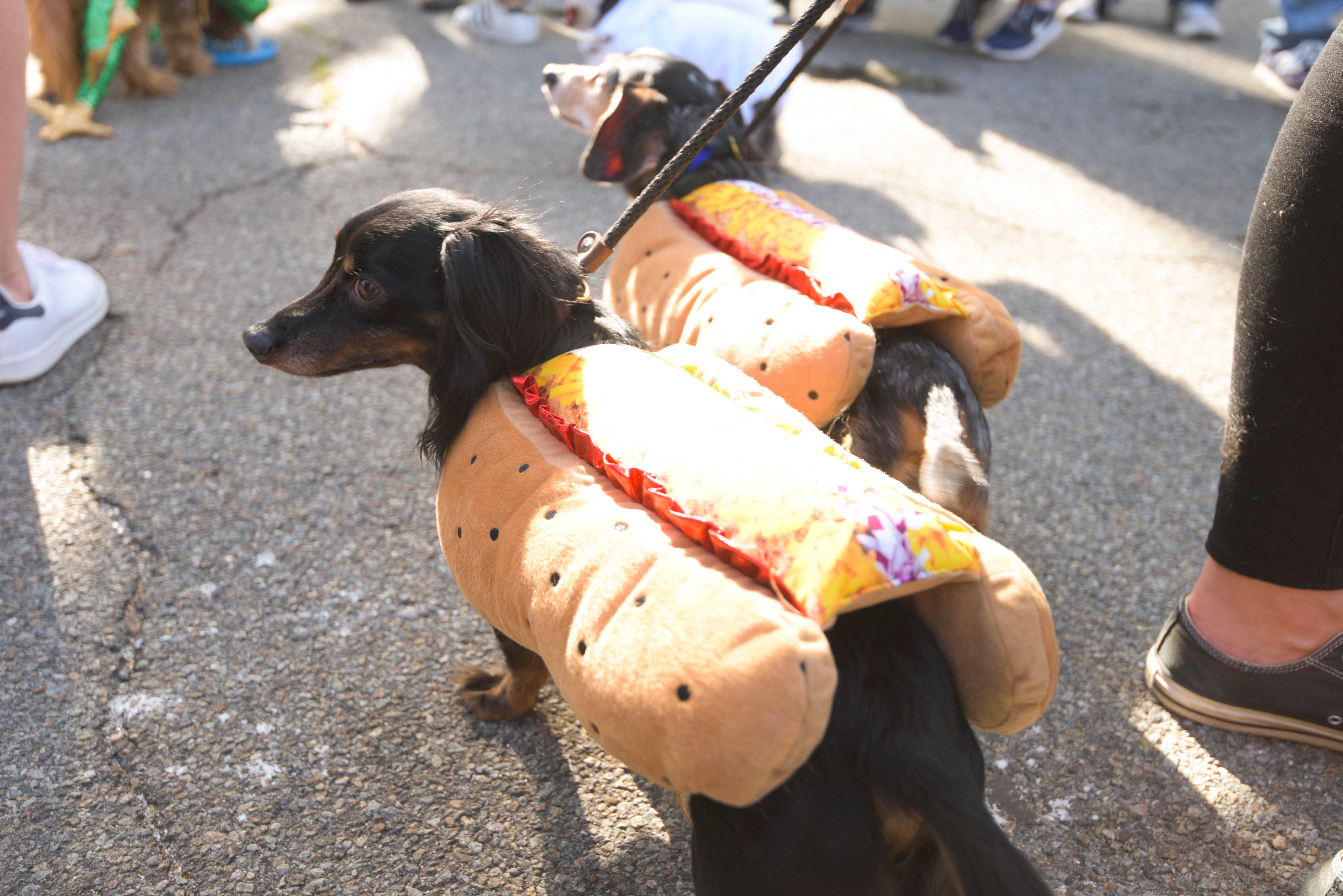 Dogs In Costume: Highlights From The Tompkins Square ...