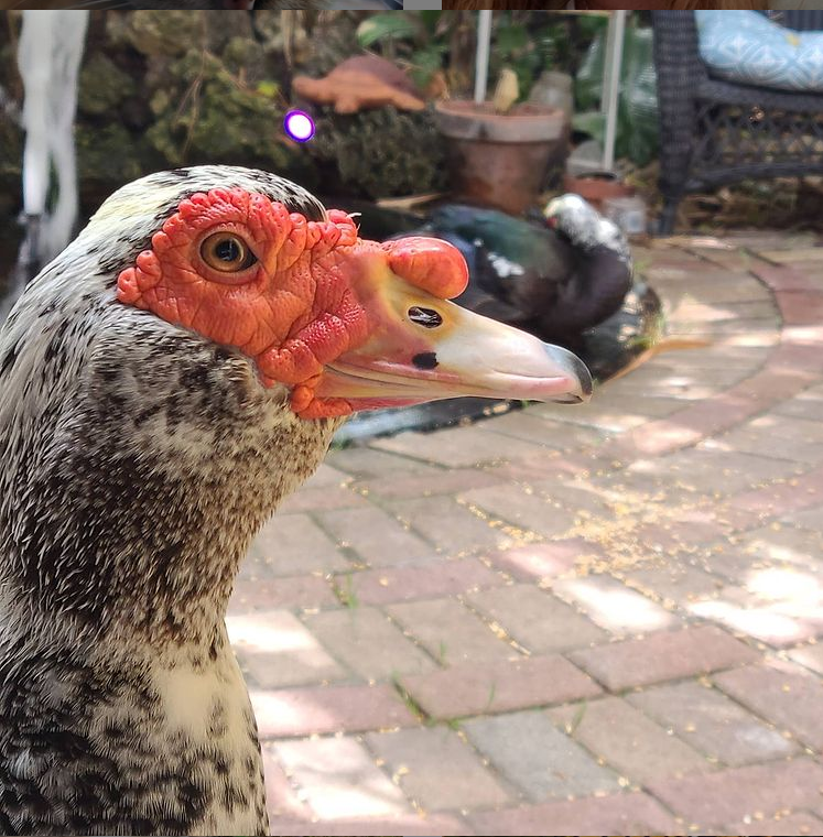 muscovy duck in the foreground. Another is in the background.