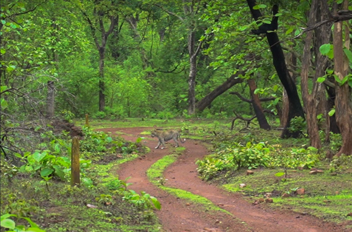 Wildlife at Tadoba
