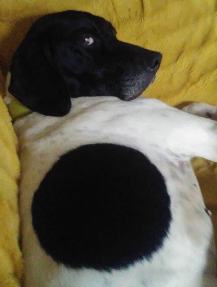 gsp dogs for adoption