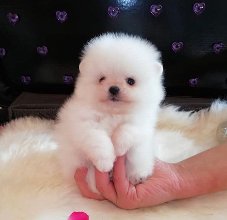 buy white pomeranian puppy online