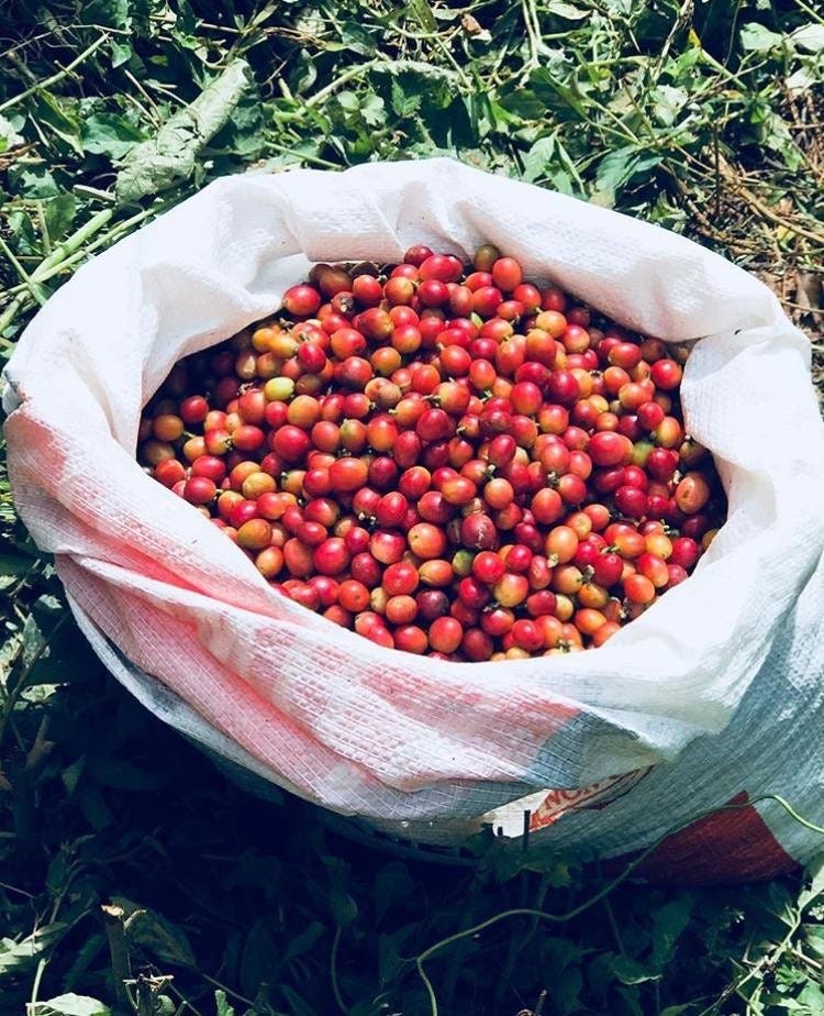 Places You Must Visit For Authentic Puerto Rican Coffee By Viewpr Medium