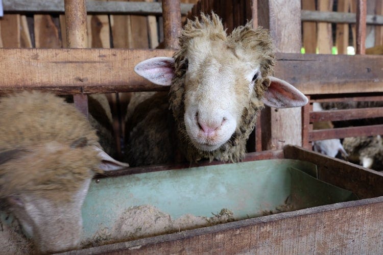 Syarat Kambing Domba Akikah Adalah Sebagai Berikut Kecuali Ilmusosial Id