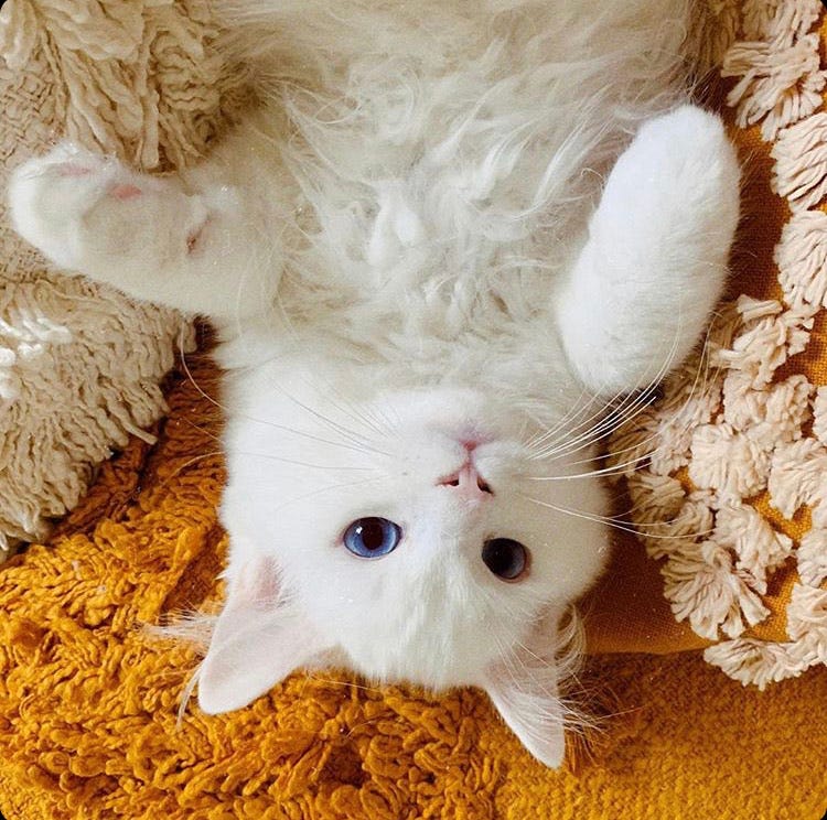 buy kittens online