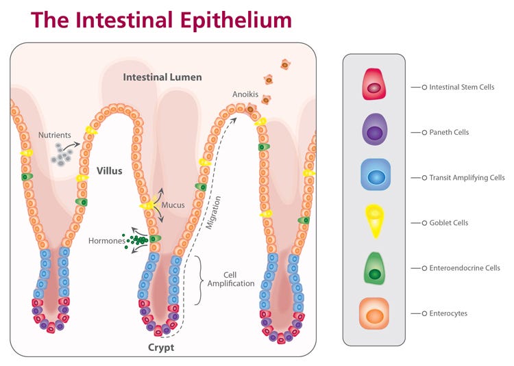 Eating Or Rather Fasting Our Way To Rejuvenated Stem Cells By Paige Brown Jarreau Life And Tech Lifeomic Medium
