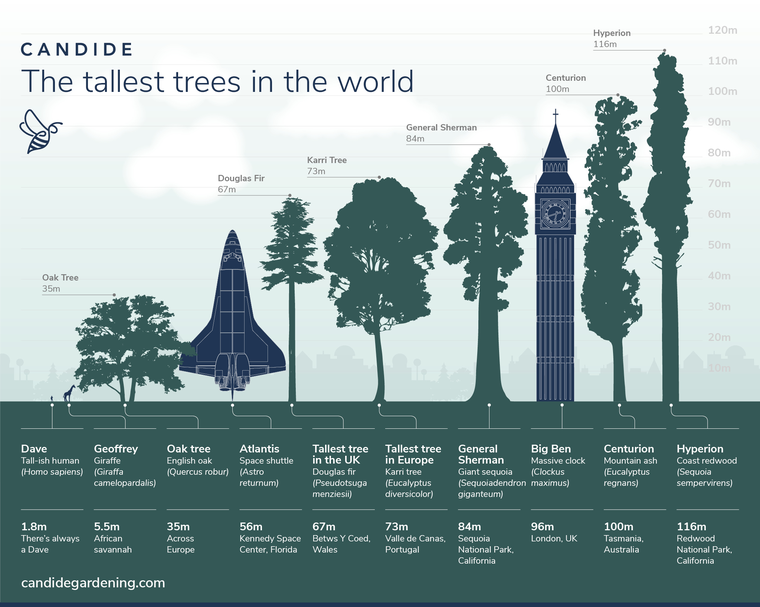 The Tallest Trees in the World. For those of us who love the woods