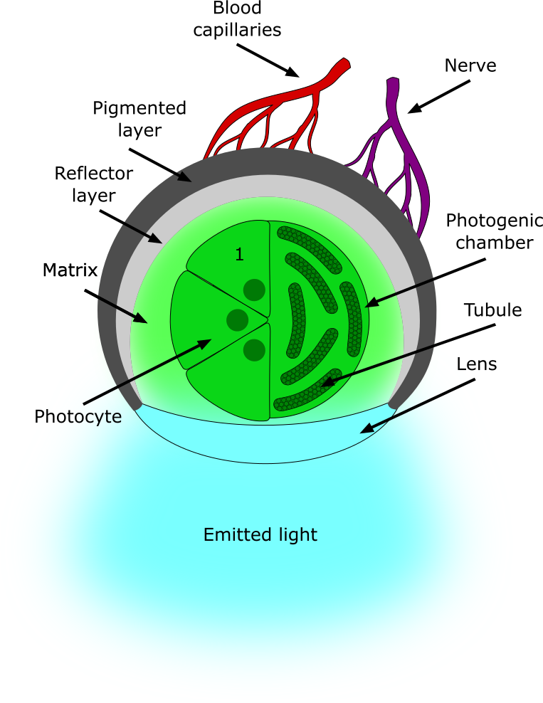 The Biology of Bioluminescence.. What is Bioluminescence? How and why