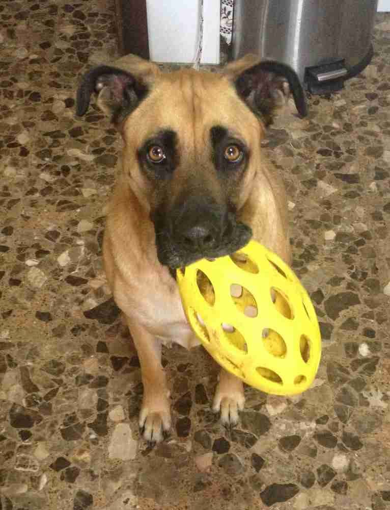 Gorgeous Boxer German Shepherd Mix Dog For Private Adoption Aurora Denver Colorado Meet Rosalie By Deborah Moore Medium