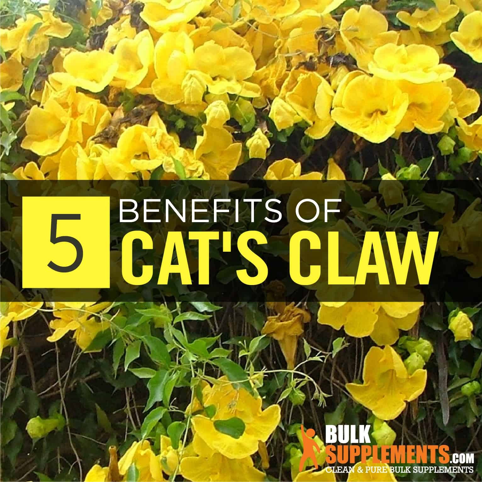 Cat S Claw Extract Benefits Side Effects Dosage By James Denlinger Medium